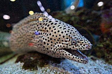 开放世界动作游戏《七大罪：起源》公布 登陆多平台